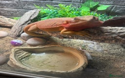 Bearded Dragon reptiles for sale: Bearded dragon and viv set up  - Image 1