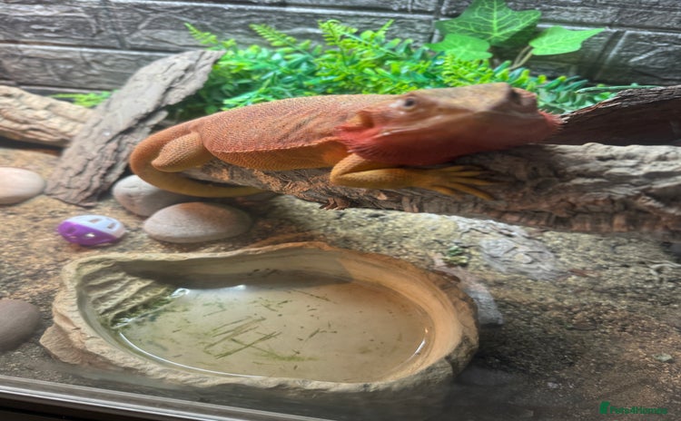 Bearded Dragon reptiles - Advert 9
