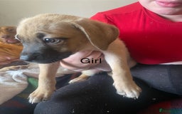 Mixed Breed dogs for sale: Mixed breed  - Image 4