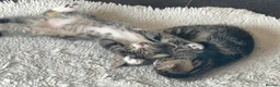 Mixed Breed cats for sale: Gorgeous tabby/black and white kittens  in Anstruther - Advert 2