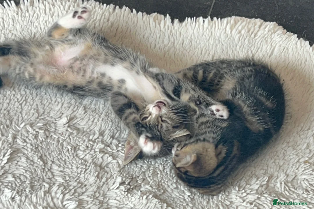 Mixed Breed cats for sale: Gorgeous tabby/black and white kittens  in Anstruther - Advert 2