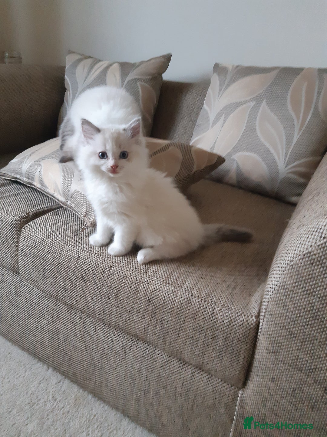 Ragdoll cats for sale: Ragdoll kittens.  - Image 7