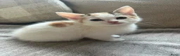 Mixed Breed cats for sale: 2 FEMALE KITTENS in Llanrwst - Advert 5