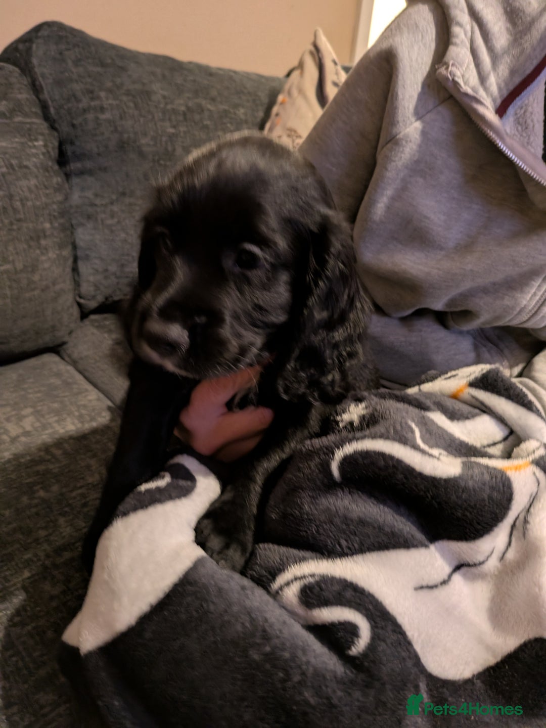Cocker Spaniel dogs for sale: Beautiful cocker spaniel pups - Image 13