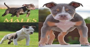 Olde English Bulldogge dogs - Advert 4