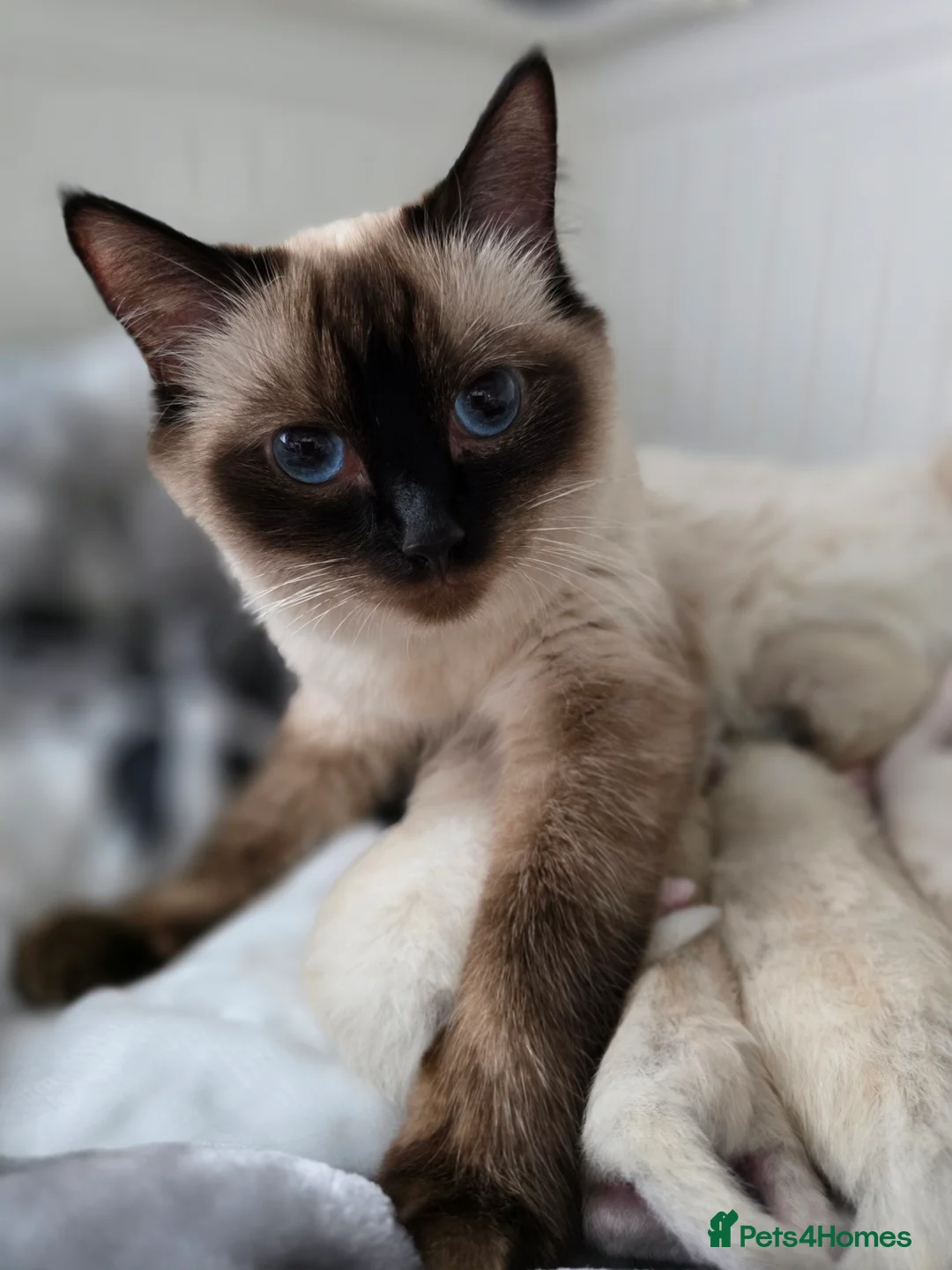 Ragdoll cats for sale:  Ragdoll Kittens♥️Reservation Open! 🐱❣️ - Advert 3