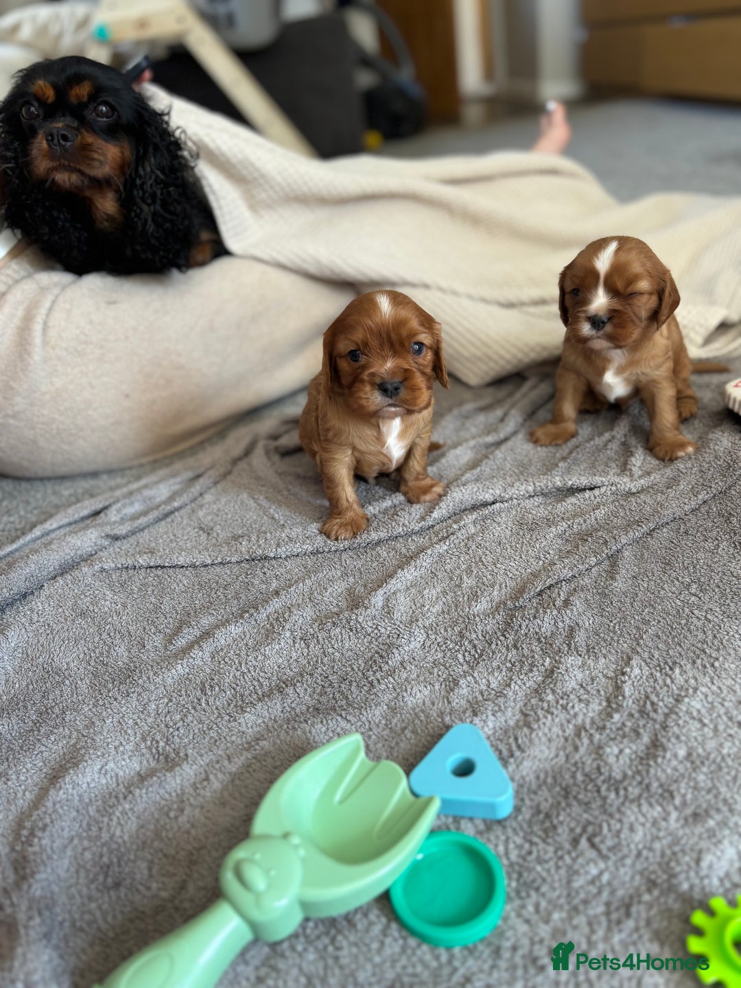 Cavalier King Charles Spaniel dogs for sale: KC reg 🍫parents/Eyes/heart&health certs - Image 12