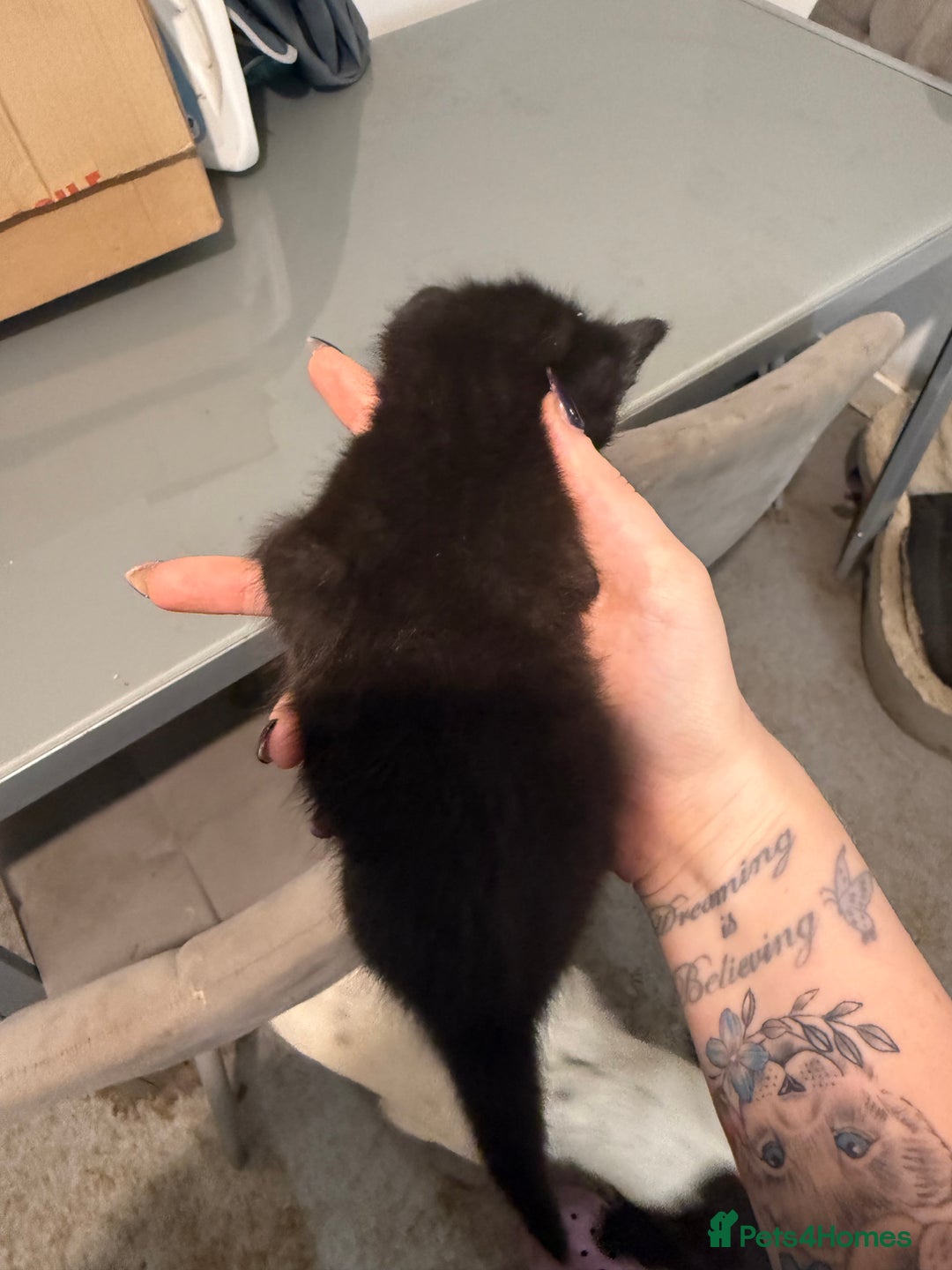 Mixed Breed cats for sale: 3 kittens for sale  - Advert 4