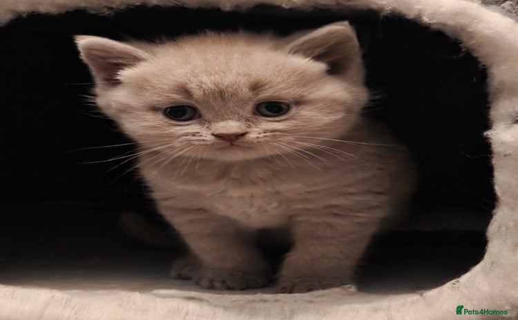 British Shorthair cats - Advert 1