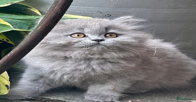 British Shorthair cats - Advert 4