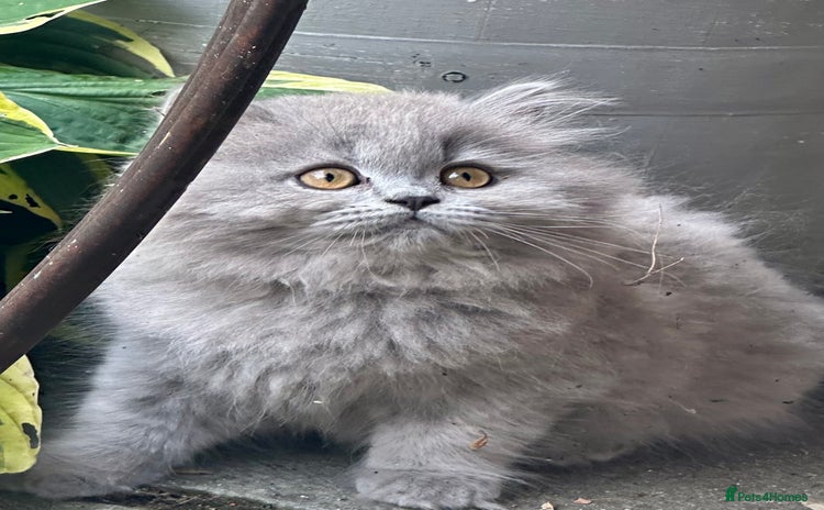 British Shorthair cats - Advert 12