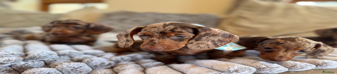 Miniature Dachshund Puppy 1