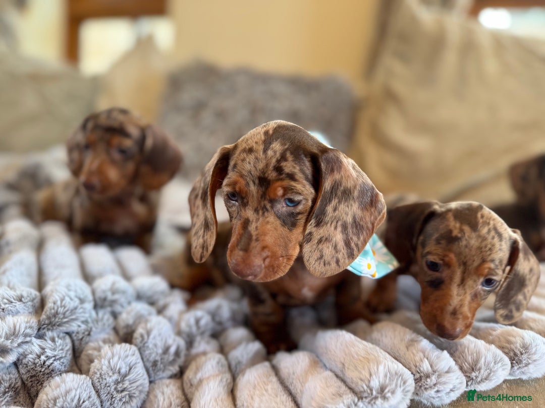 Miniature Dachshund dogs for sale: ❤️🐾💫 Outstanding Miniature Dachshunds 🐾❤️💫 - Image 12