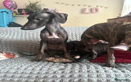 Mixed Breed dogs for sale: Saluki x lurcher/whippet puppies - Image 4