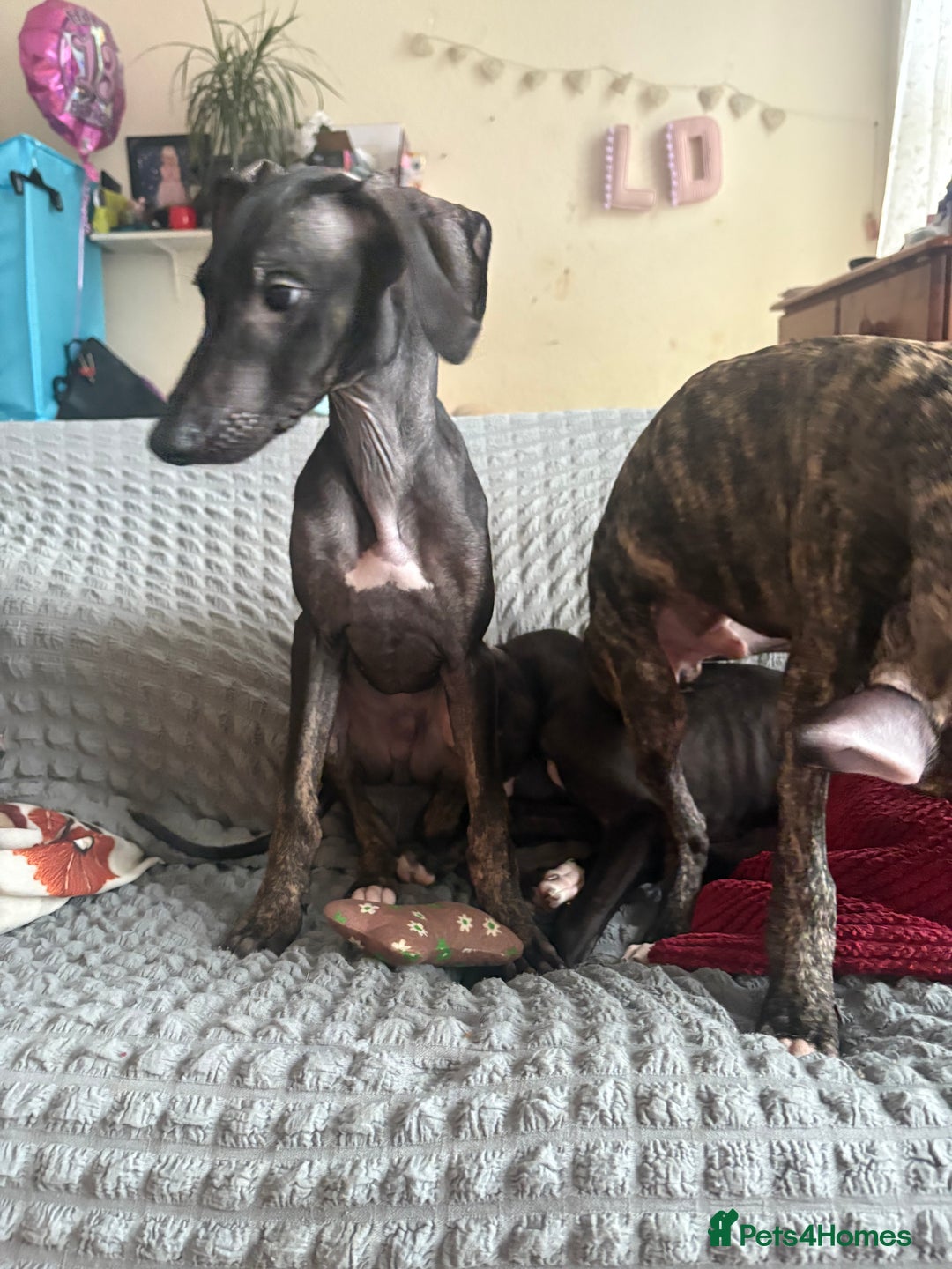 Mixed Breed dogs for sale: Saluki x lurcher/whippet puppies - Image 4