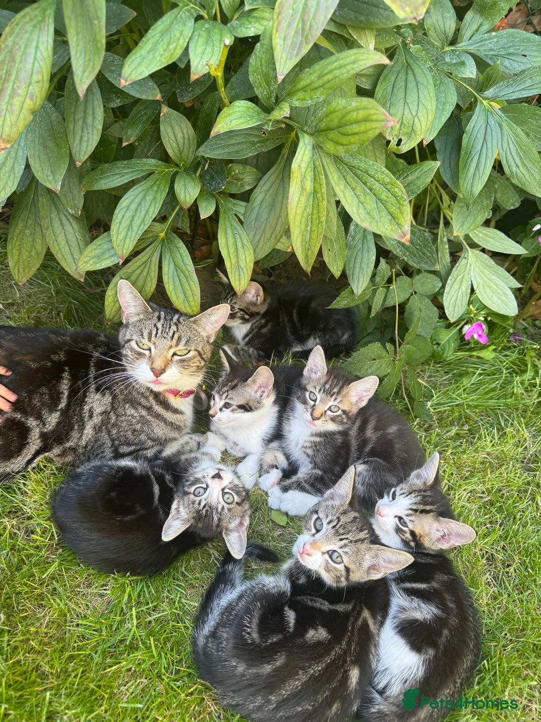 Mixed Breed cats for sale: Stunning tabby kittens  - Image 13