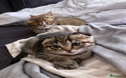 Scottish Fold cats for sale: 1 fold 2 straight Scottish darlings  - Image 12