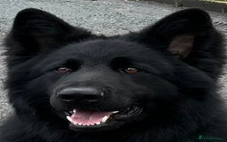 German Shepherd dogs for stud: Old-fashioned type German Shephed Stud Boy  - Image 5