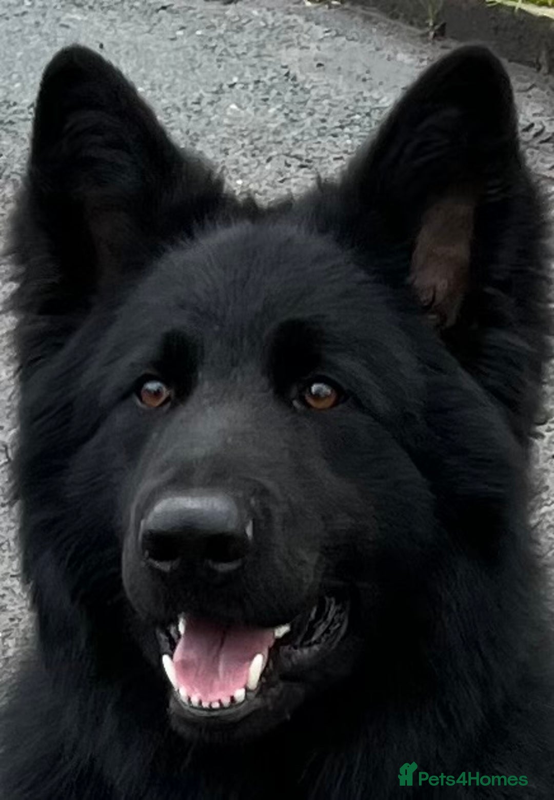German Shepherd dogs for stud: Old-fashioned type German Shephed Stud Boy  - Image 5
