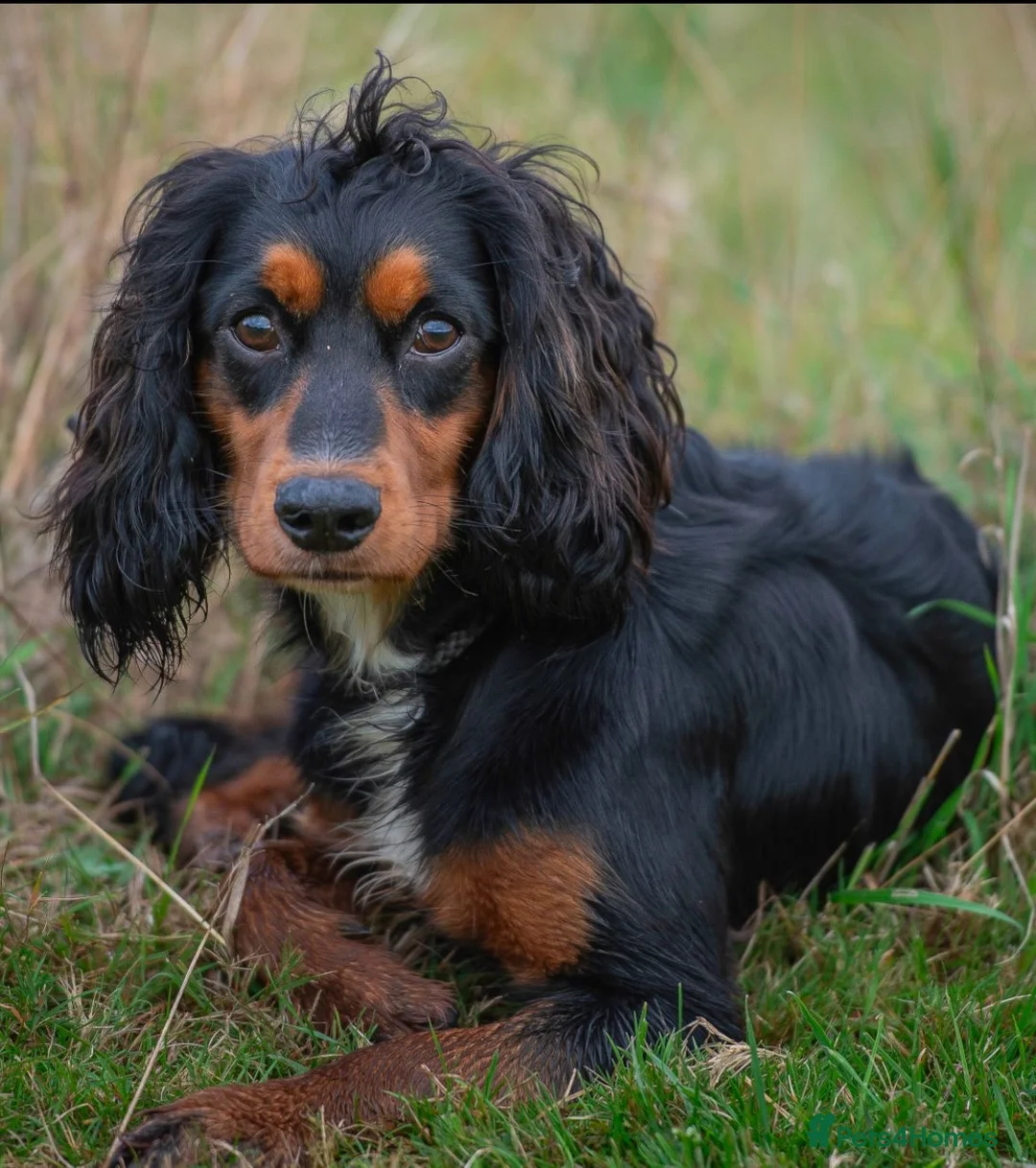 Cocker Spaniel dogs for sale: KC Registered Puppies for sale - Advert 8