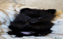 Pomeranian dogs for sale: 🐾 KC Registered Pomeranian Puppies 🐾 - Image 30