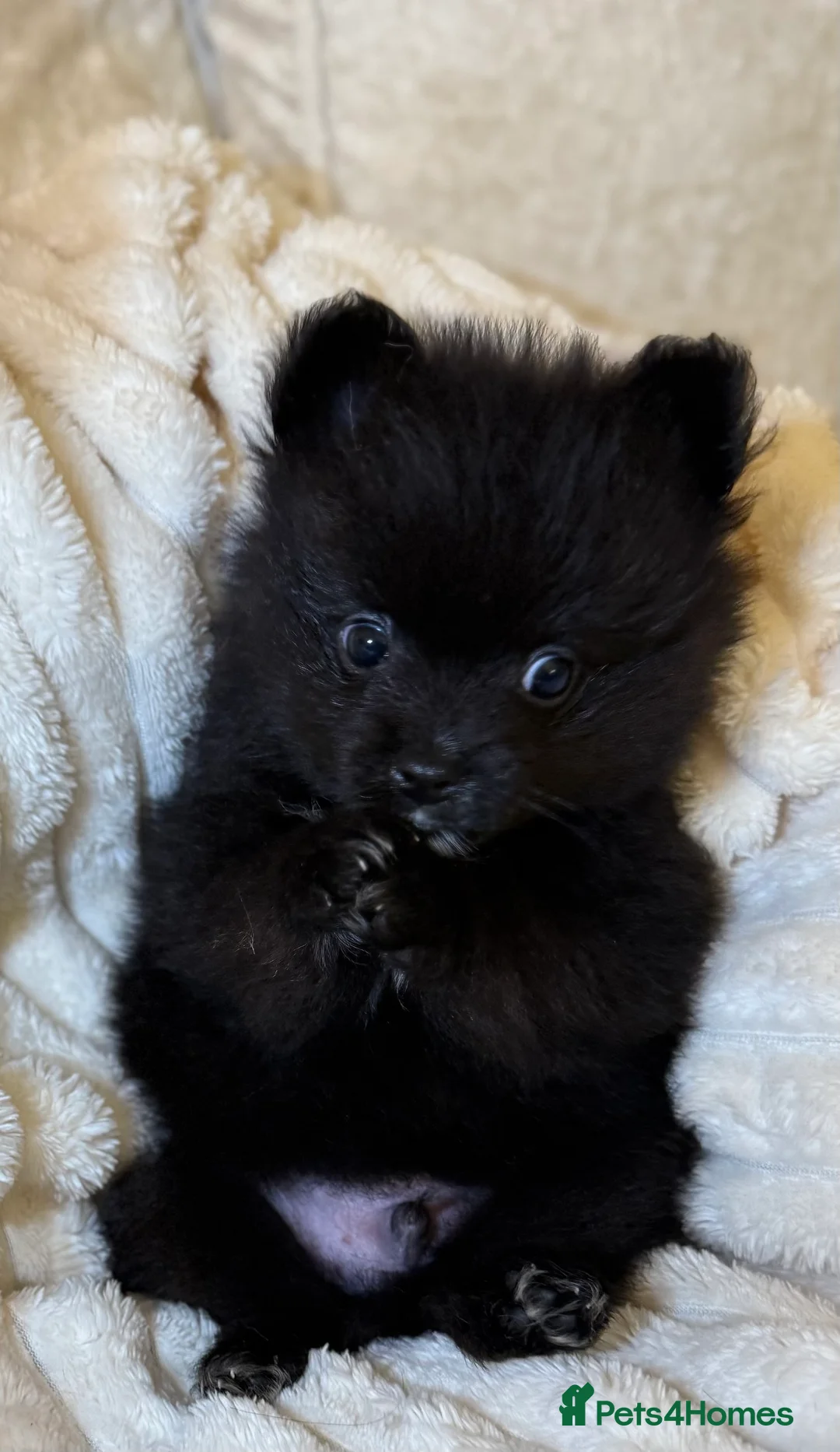 Pomeranian dogs for sale: 🐾 100% Pomeranian Puppies 🐾 - Advert 30