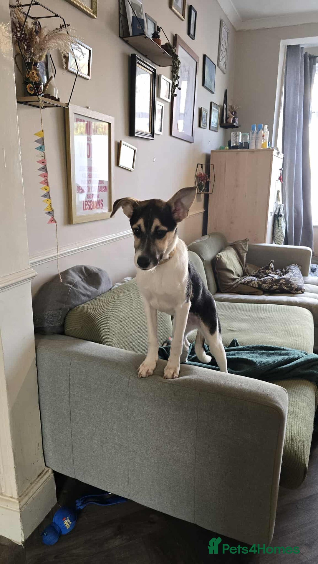 Mixed Breed dogs for adoption: Milkshake for adoption - Image 4