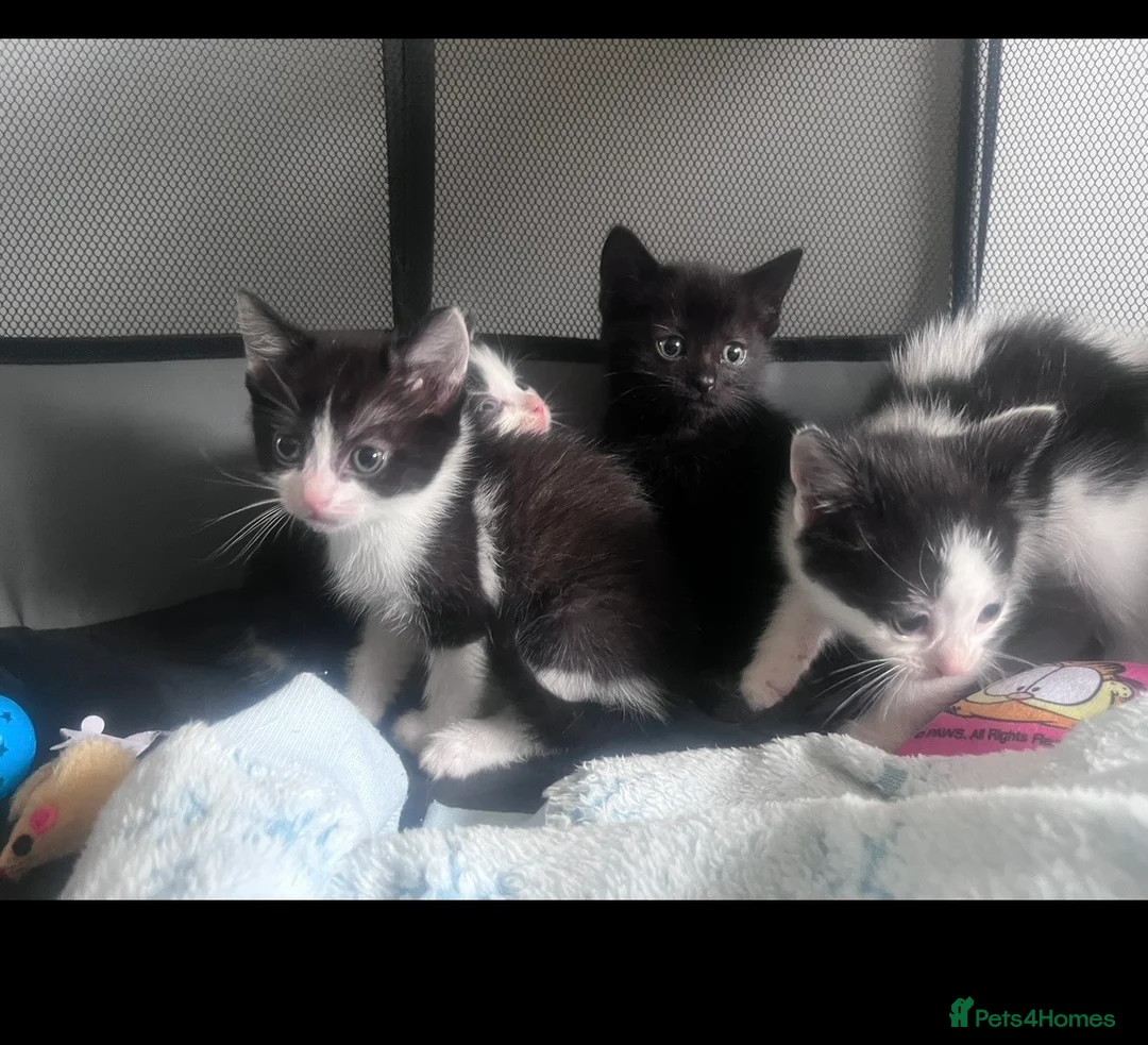 Mixed Breed dogs for sale: Beautiful playful kittens - Advert 1