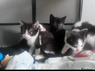 Mixed Breed dogs Beautiful playful kittens - Advert 8