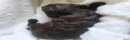 Cockapoo dogs for sale: Beautiful F1b Minature Cockapoos - Advert 14