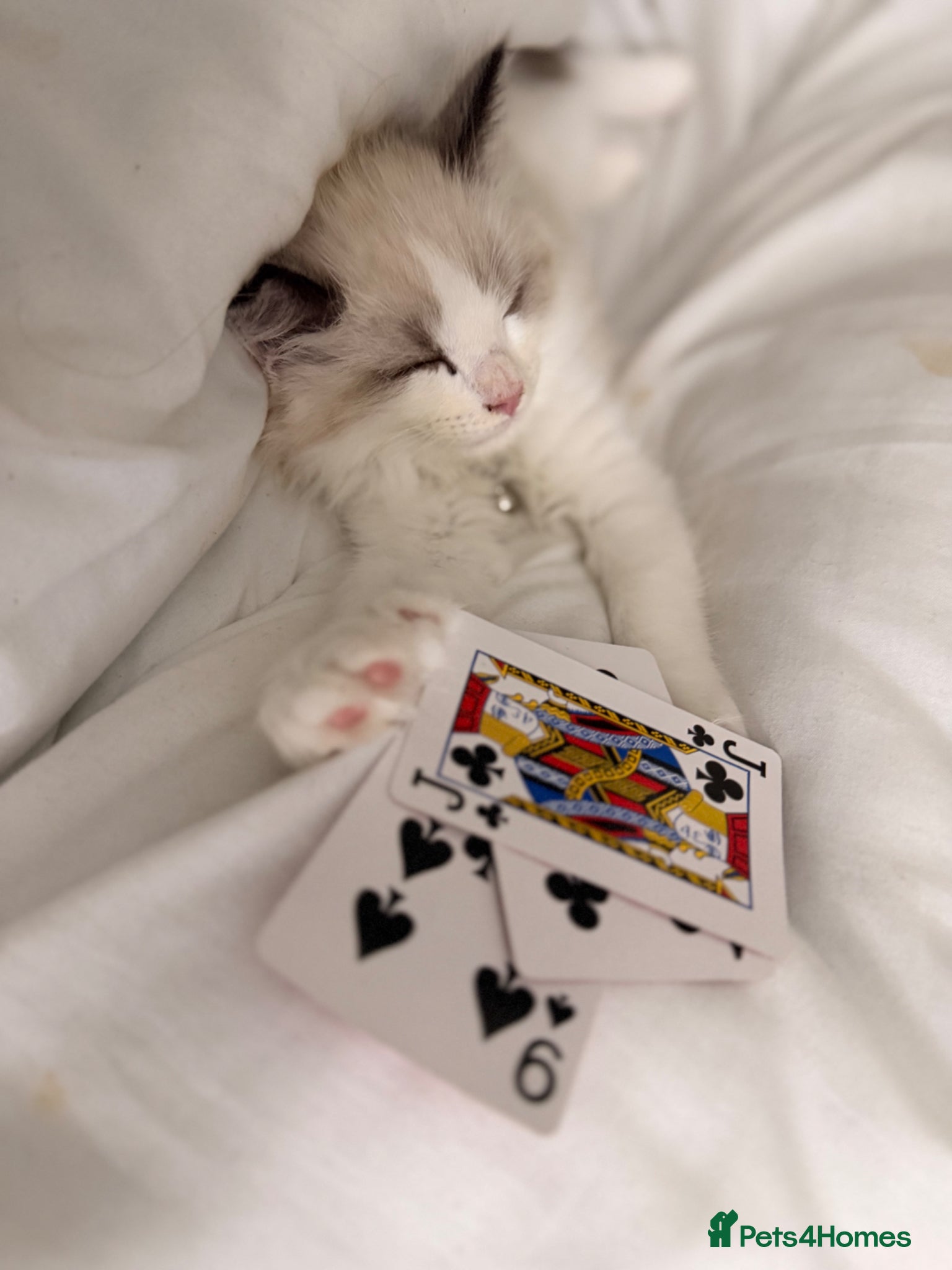 Ragdoll cats for sale: Little bicolour boy ragdoll to GOOD HOME  - Advert 2
