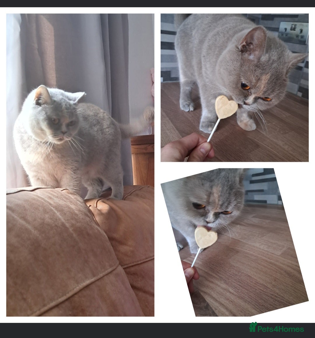 British Shorthair cats Lilac tortie BSH adult female  - Advert 3