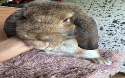 French Lop rabbits for sale: Purebreed French Lop Girl for sale  - Advert 5