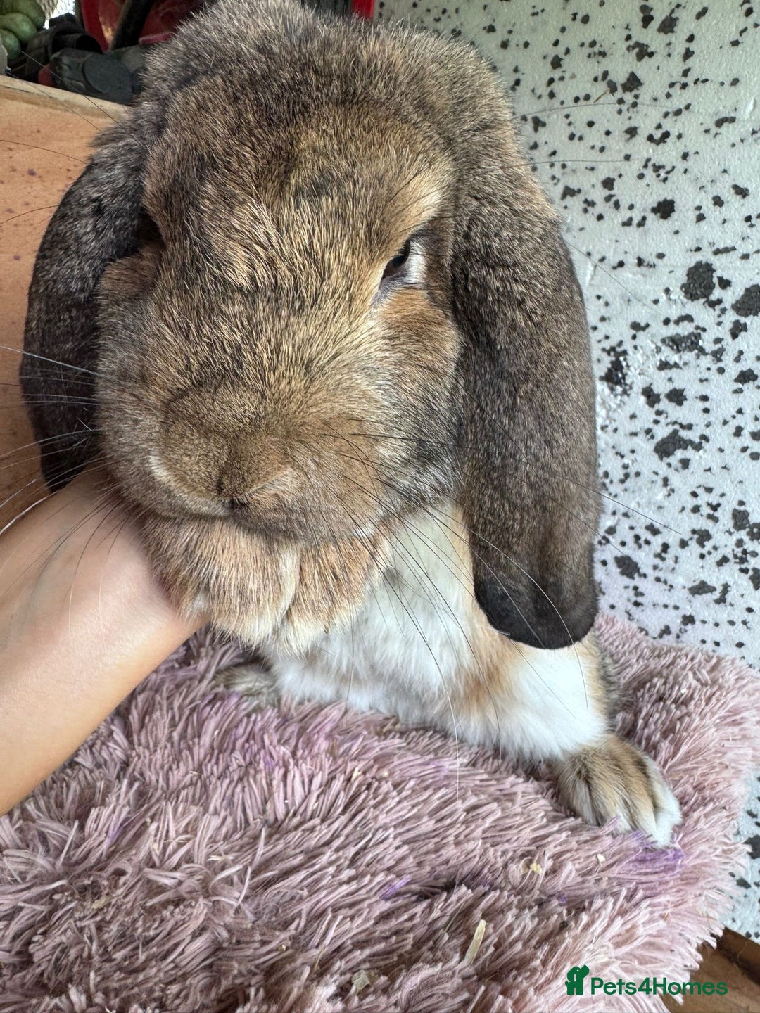 French Lop rabbits for sale: Purebreed French Lop Girl for sale  - Advert 5