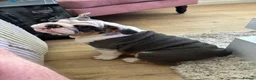 English Bulldog dogs for sale: English bulldog puppy  - Advert 12