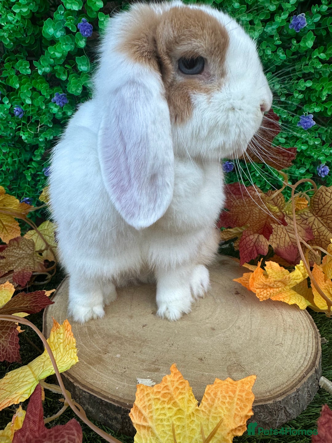 Mini Lop rabbits for sale: Beautiful mini lop adults (proven)  - Advert 3