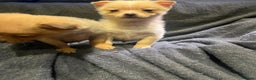 Pomchi dogs for sale: Pomeranian puppy's  - Advert 5