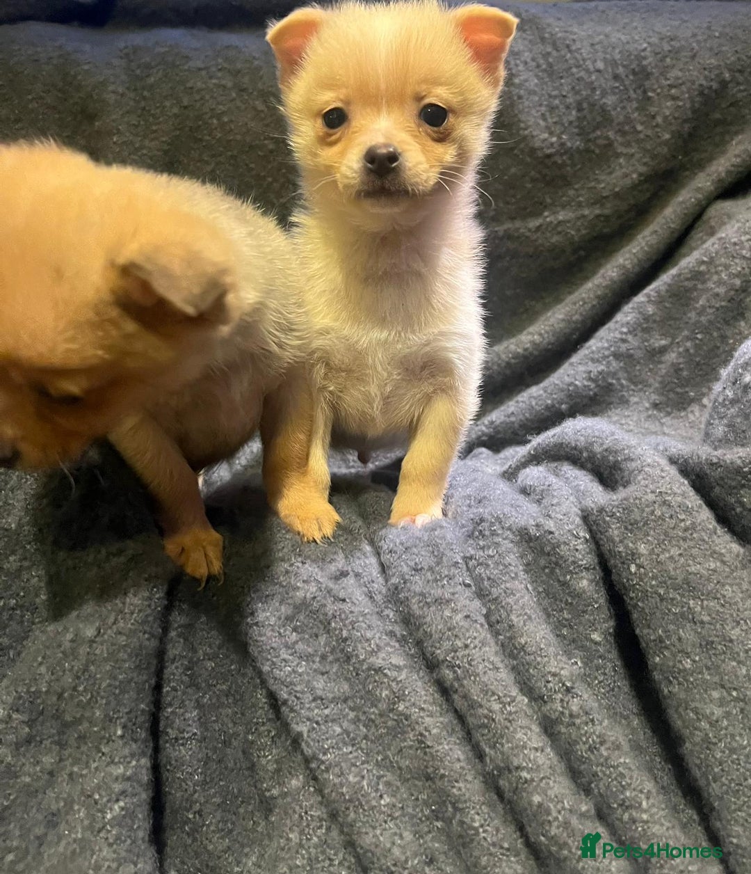 Pomchi dogs for sale: Pomeranian puppy's  - Advert 5