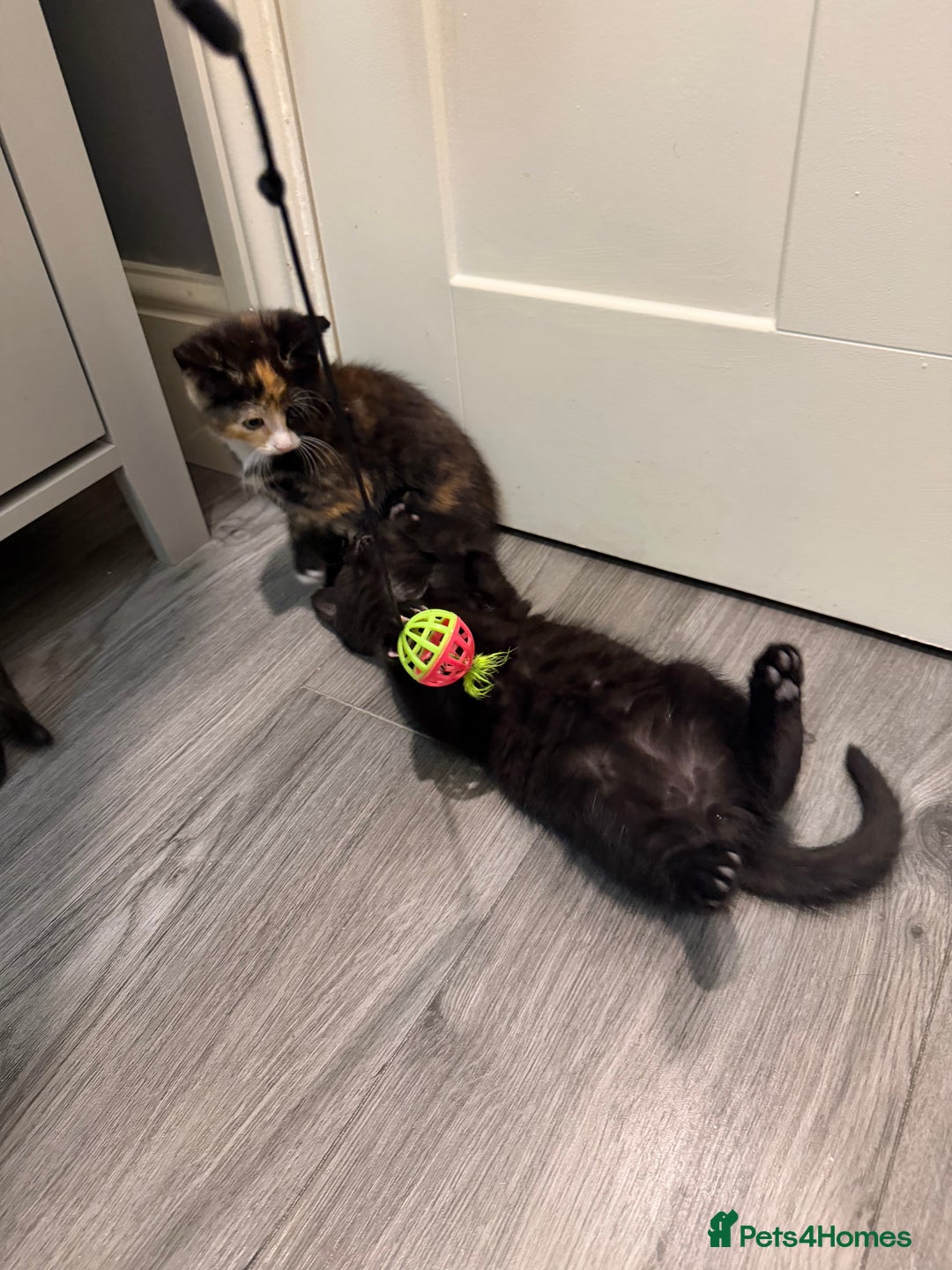 Mixed Breed cats for sale: 5 kittens for sale - Advert 22