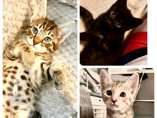 Savannah cats F4 Savannah kittens - Advert 17