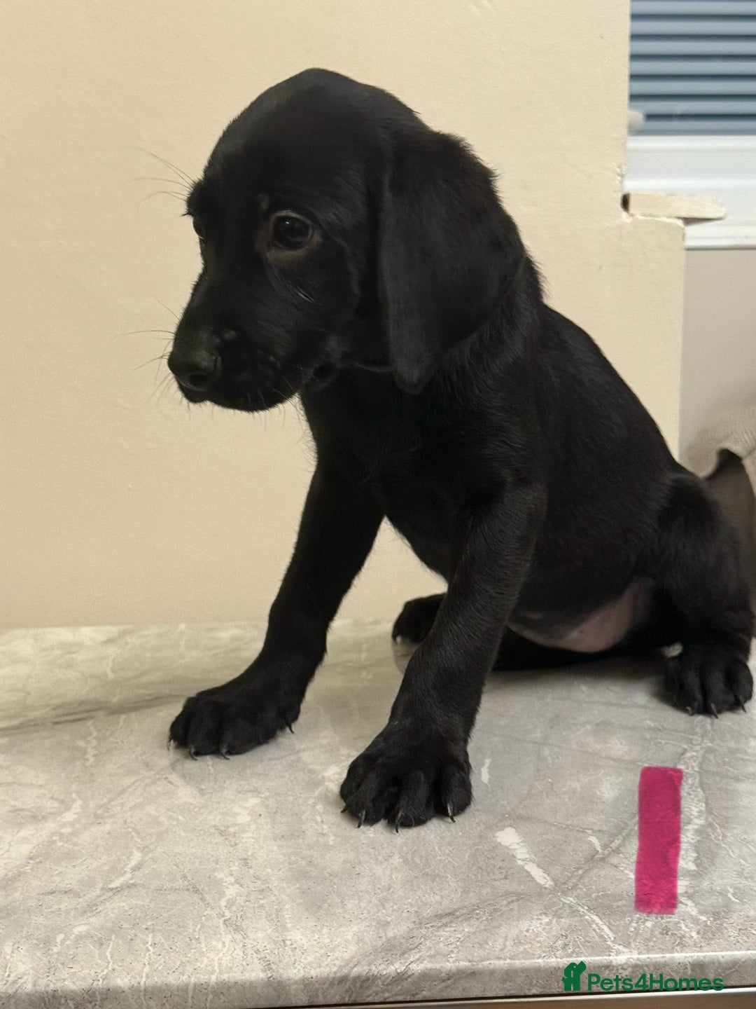 Labrador Retriever dogs for sale: 6 Labrador puppy’s  - Advert 4