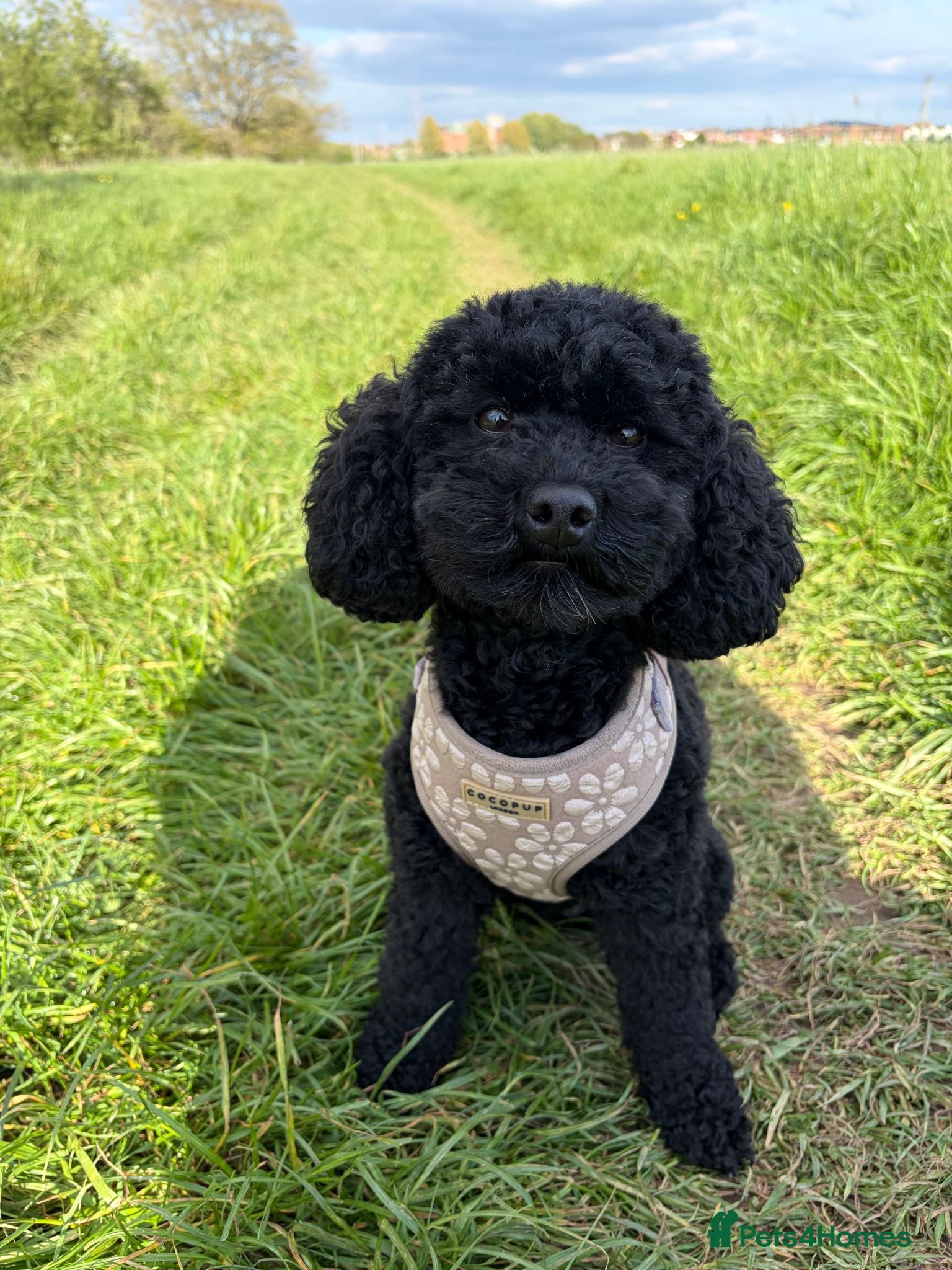 Cavapoo dogs Beautiful Cavapoo Puppies - Advert 14