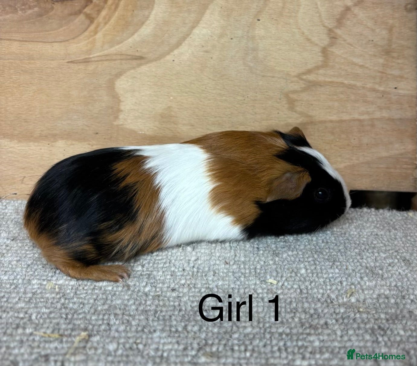 Guinea Pig rodents for sale: Male and female Guinea Pigs - Advert 12