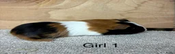 Guinea Pig rodents for sale: Male and female Guinea Pigs - Advert 1