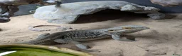 Bearded Dragon reptiles for sale: Bearded Dragon with Vivarium and all accessories  in Derby - Advert 2