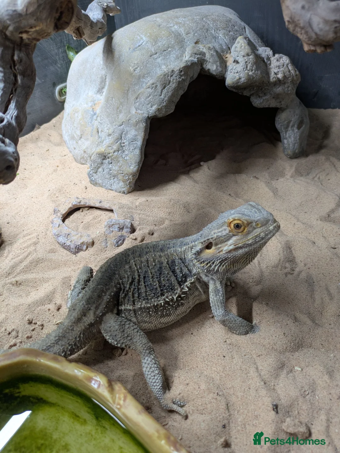Bearded Dragon reptiles for sale: Bearded Dragon with Vivarium and all accessories  in Derby - Advert 2