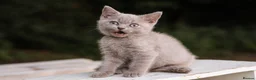 British Shorthair cats for sale: Stunning British Shorthair Kittens 🤍🐈 - Advert 16