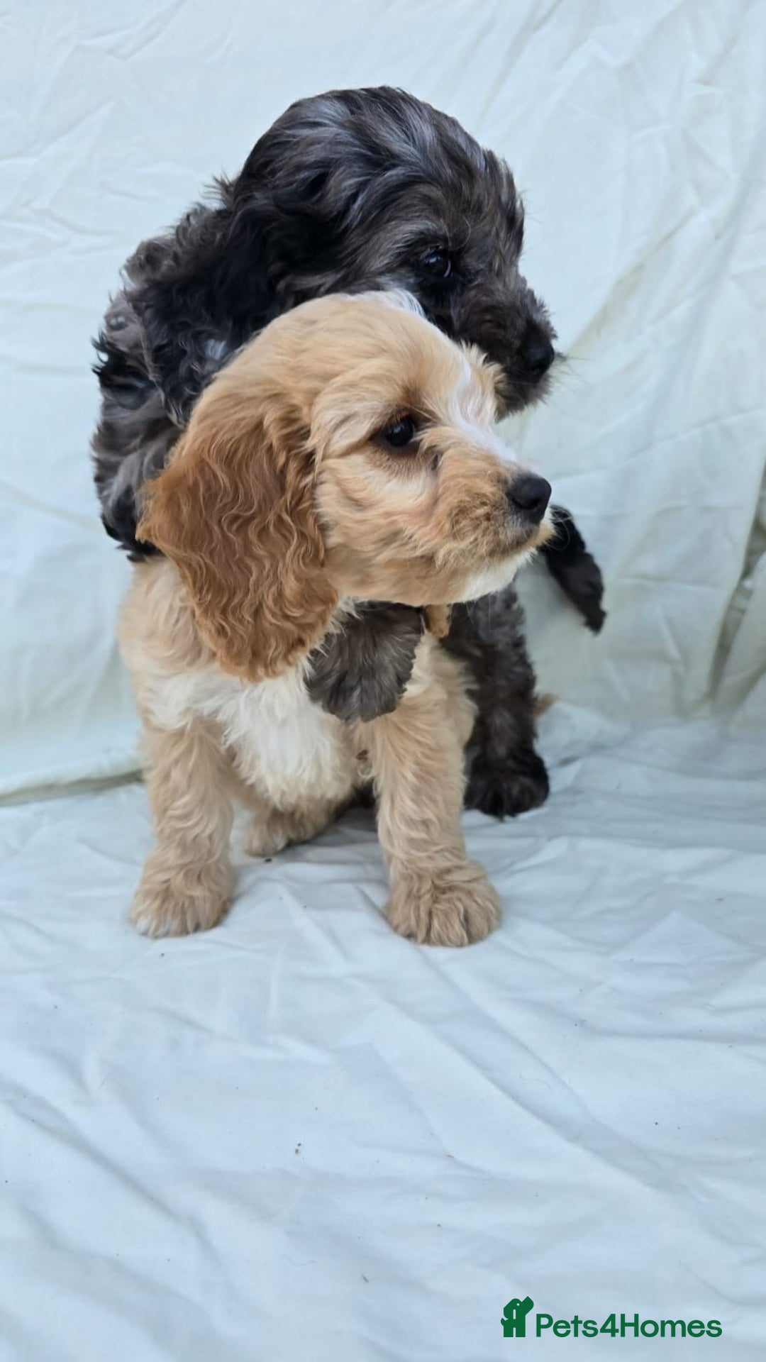 Cockapoo dogs for sale: Cockapoo - Image 9