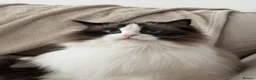 Ragdoll cats for sale: TICA Registered Ragdoll Kittens - Advert 16