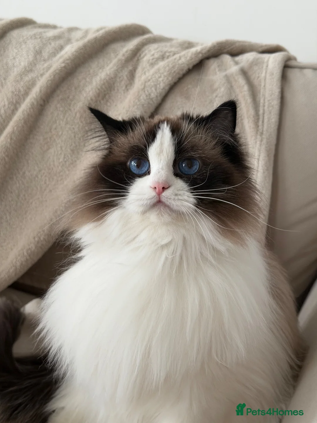 Ragdoll cats for sale: TICA Registered Ragdoll Kittens - Advert 16